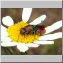 Hedychrum rutilans - Goldwespe 02 7mm.jpg